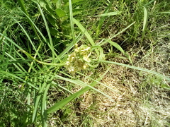 Asclepias linearis
