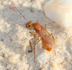 Camponotus mystaceus