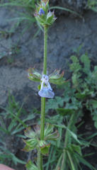 Salvia runcinata