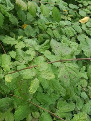 Sphaerulina cornicola