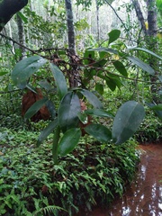 Garcinia gummi-gutta