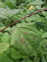 Sphaerulina cornicola