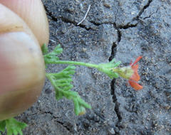 Jamesbrittenia aurantiaca