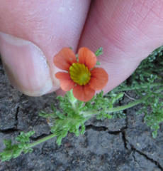 Jamesbrittenia aurantiaca
