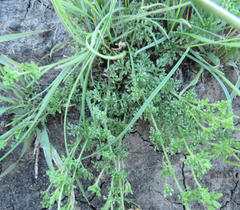 Jamesbrittenia aurantiaca