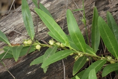Eremophila debilis