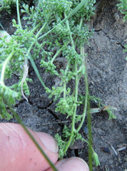 Jamesbrittenia aurantiaca