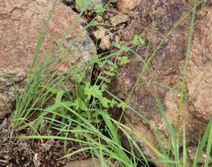 Euphorbia inaequilatera