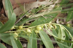 Eremophila debilis