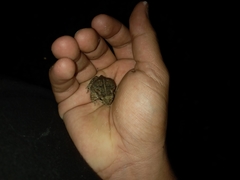 Rhinella horribilis