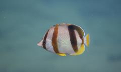 Chaetodon marleyi