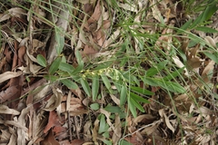 Eremophila debilis