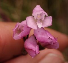 Disa rosea