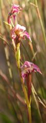 Disperis paludosa