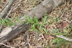 Eremophila debilis