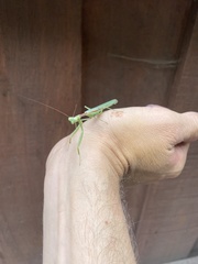 Stagmomantis limbata