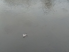 Chroicocephalus ridibundus