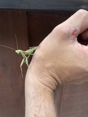 Stagmomantis limbata