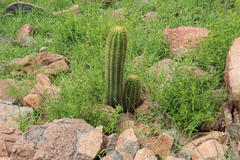 Trichocereus spachianus