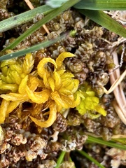 Sphagnum subsecundum
