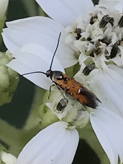 Neoheliodines hodgesi