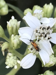 Neoheliodines hodgesi