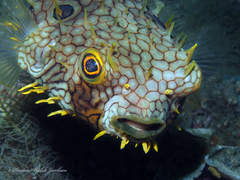 Chilomycterus antillarum