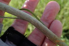 Helichrysum pallidum