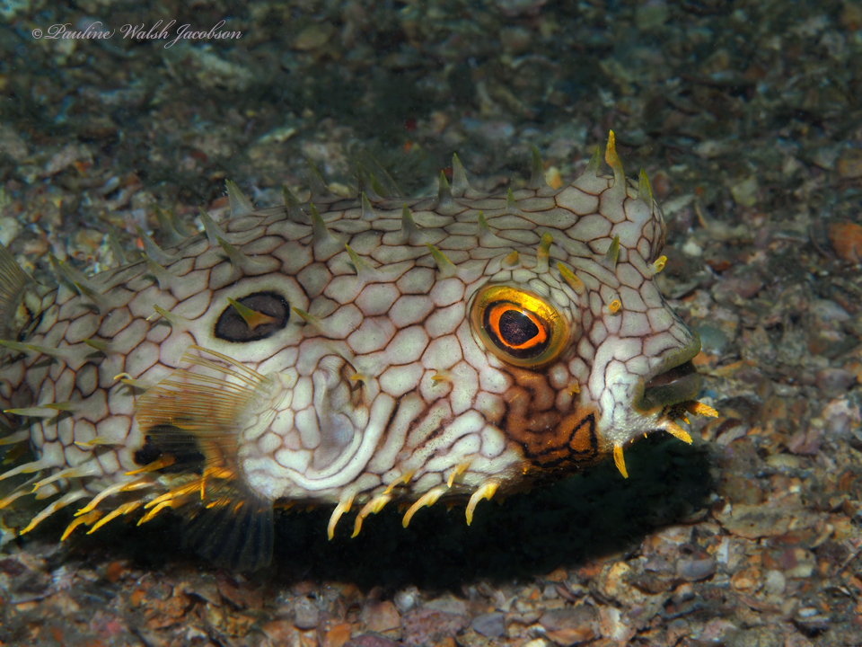 Web Burrfish