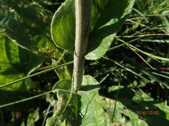 Helichrysum pallidum