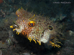 Chilomycterus antillarum