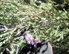 Euchaetis albertiniana