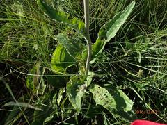 Helichrysum pallidum