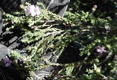 Euchaetis albertiniana