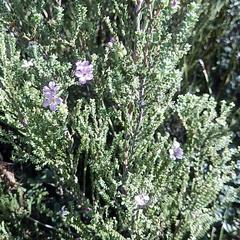 Euchaetis albertiniana
