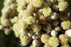 Helichrysum pallidum