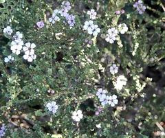 Euchaetis albertiniana