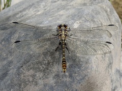 Erpetogomphus designatus