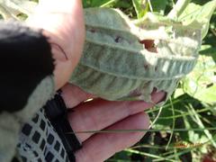 Helichrysum pallidum