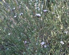 Euchaetis albertiniana