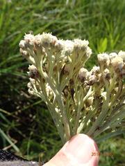 Helichrysum pallidum