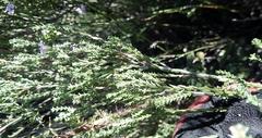 Euchaetis albertiniana