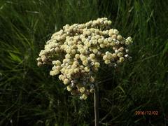 Helichrysum pallidum