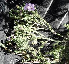 Euchaetis albertiniana