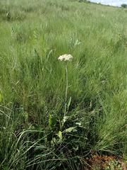 Helichrysum pallidum