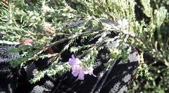 Euchaetis albertiniana