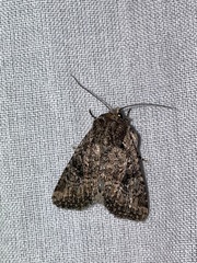 Hexorthodes nipana