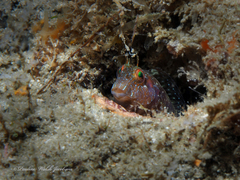 Parablennius marmoreus