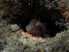 Parablennius marmoreus