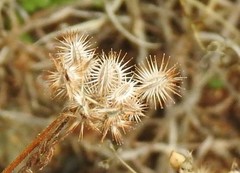 Torilis leptophylla
